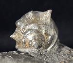Athleta ficulina rarispina (LAMARCK 1811) - Bild © FossNet FossilienStore
